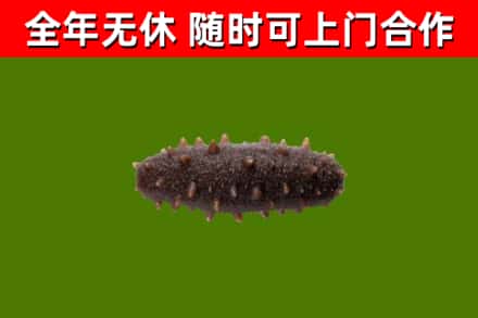 烟台烟酒回收干海参.jpg
